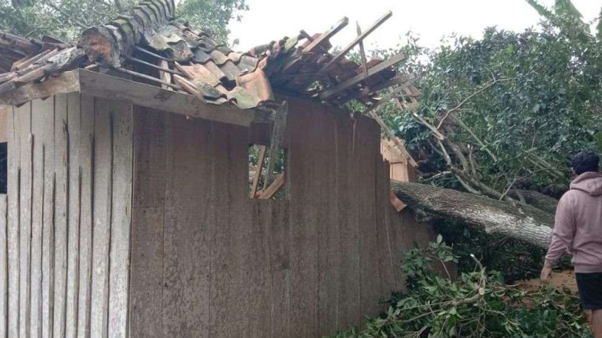 Rumah tertimpa pohon roboh akibat angin kencang melanda Pamekasan. (Foto: Ant)