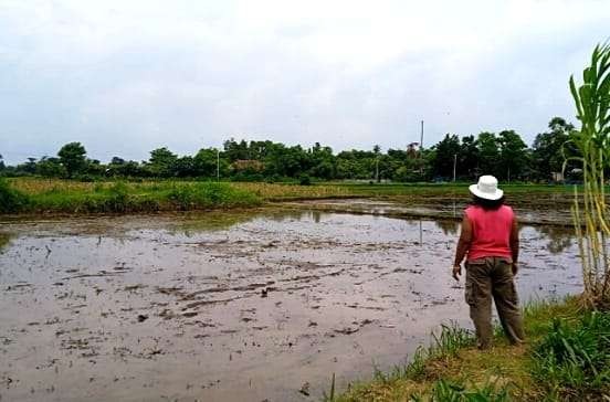 Lokasi bibit padi siap tanam milik petani di Situbondo hilang digondol pencuri. (Foto: Jakfar/Perangkat Desa Mangaran)