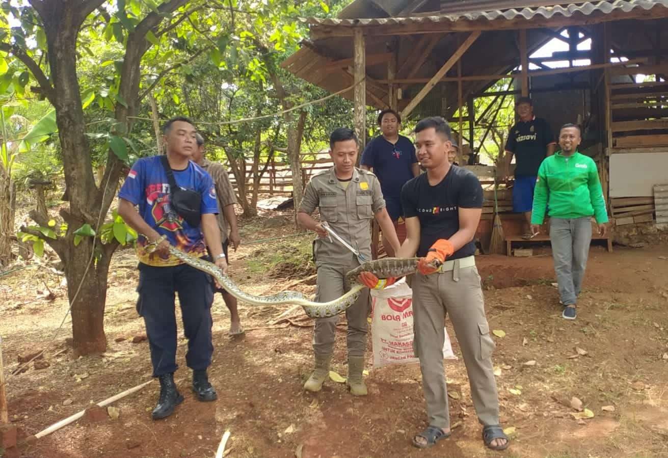 Petugas Satpol PP dan Damkar Tuban mengevakuasi ular piton bulan Oktober 2022 lalu (Dok. Damkar Tuban)