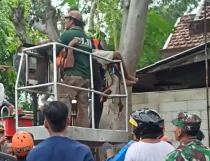 Petugas mengevakuasi jenazah Ipung, yang tewas akibat tersengat listrik saat memotong ranting pohon. (Foto: Ikhsan Mahmudi/Ngopibareng.id)