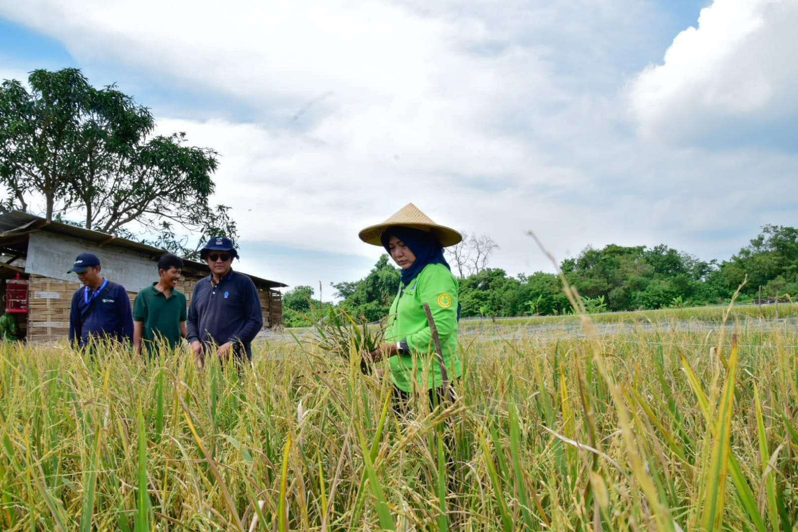 Kelompok tani Sri Sedono saat memanen padi di lahan bekas milik pemkot Surabaya. (Foto: Humas Pemkot Surabaya)