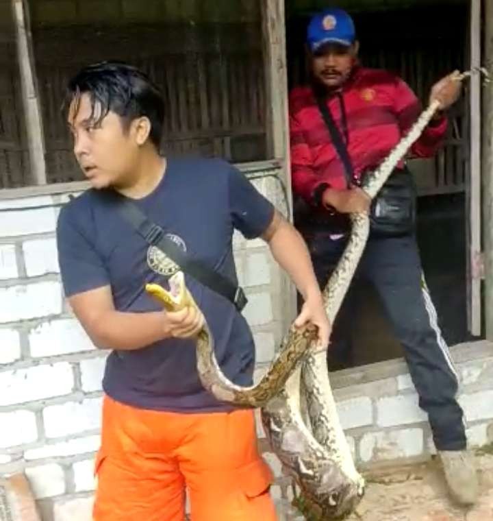 Tim Satpol PP dan Damkar Tuban melakukan evakuasi ular sanca yang habis mangsa ayam (dok. Damkar Tuban)