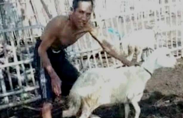Warga Desa Tanjung Glugur, Kecamatan Mangaran, Situbondo pemilik hewan ternak kambing waswas dengan anjing berkeliaran bebas. (foto:tangkap layar)
