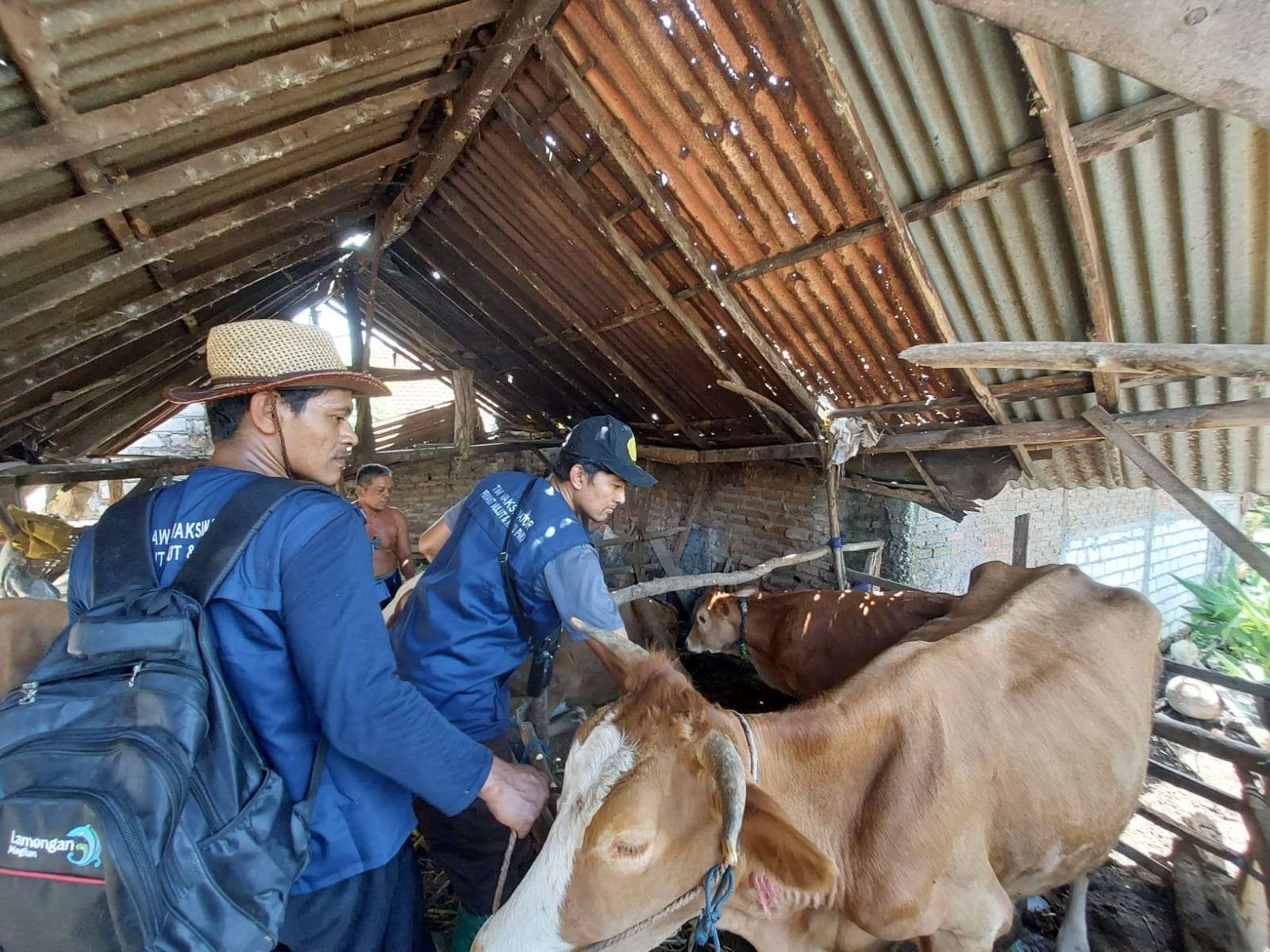Vaksinasi ternak sapi di Lamongan jalan terus meski PMK sudah terkendali. (Foto: Imron Rosidi/Ngpibareng.id)