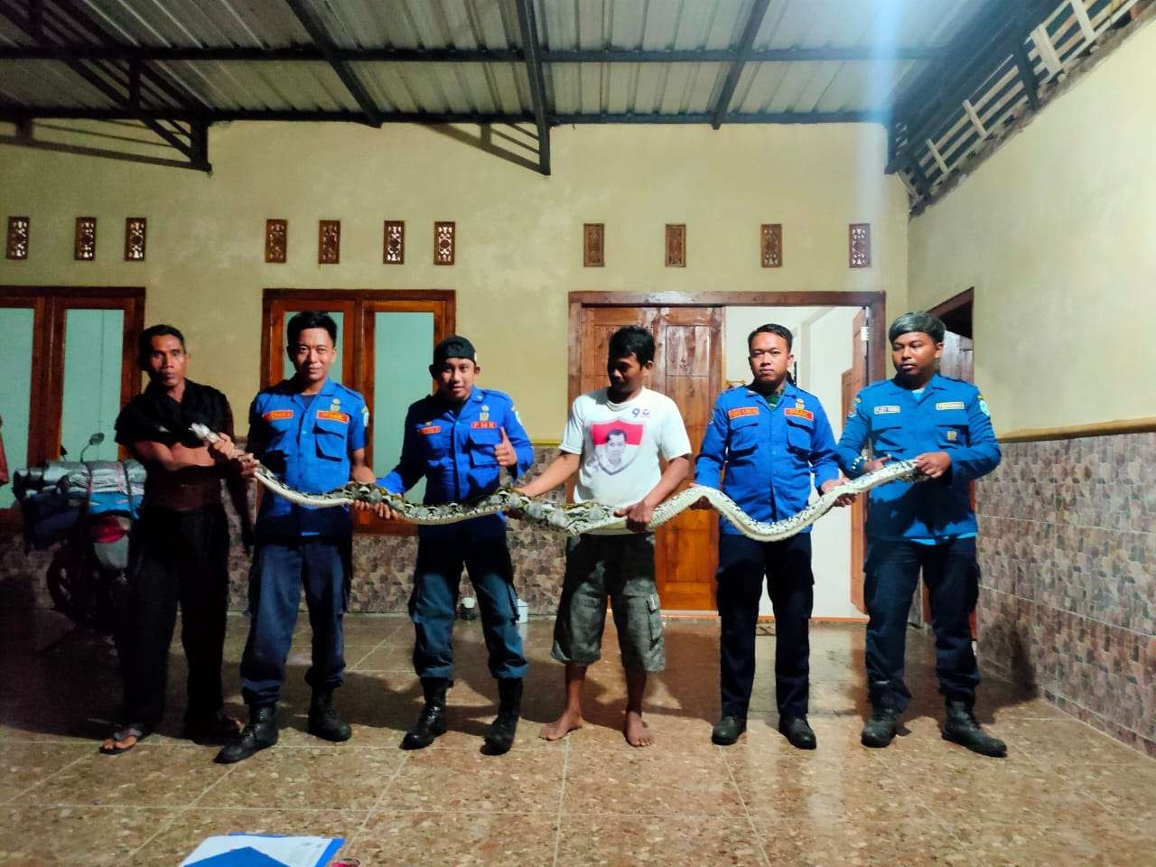 Tim Damkar Korwil. Ngimbang berhasil menangkap ular sanca kembang di Dusun Dungpo,  Desa Lawak, Kecamatan Ngimbang. (Foto:Istimewa