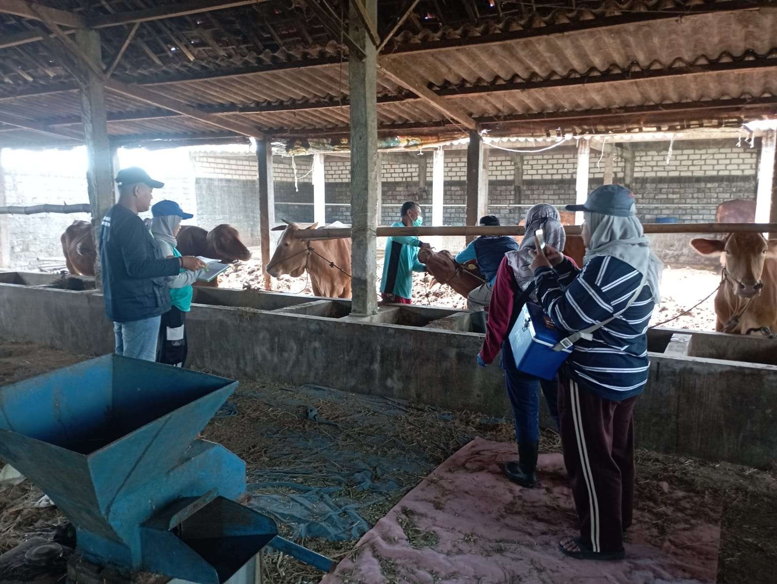 Dinas Peternakan dan Kesehatan Hewan Lamongan giat melaksanakan vaksinasi ternak sapi, antisipasi Penyakit Mulut dan Kaki. (Foto: Istimewa)
