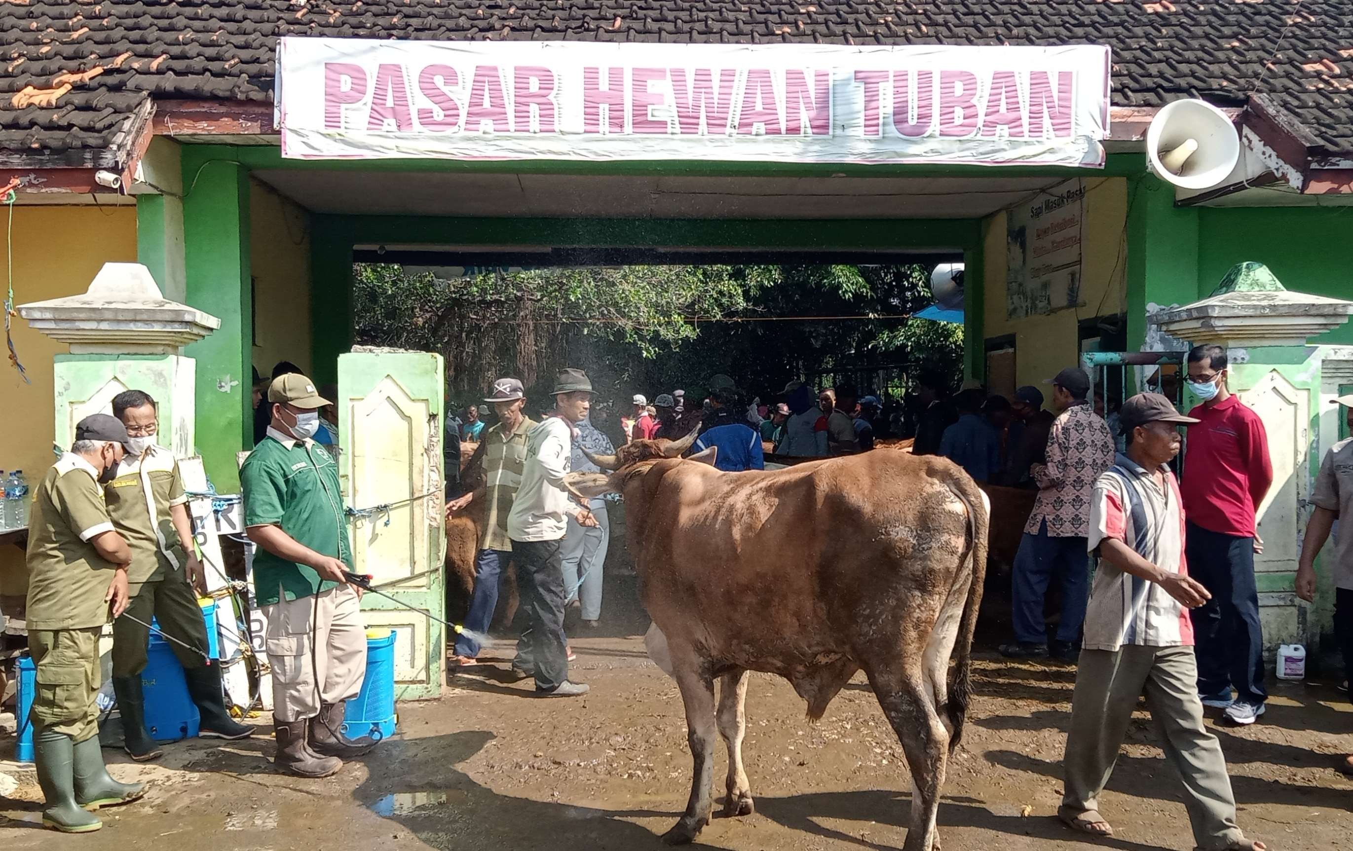 Petugas melakukan penyemprotan disinfektan sapi yang datang di Pasar Hewan Tuban, pada Mei 2022 lalu. (Foto: Khoirul Huda/Ngopibareng.id)