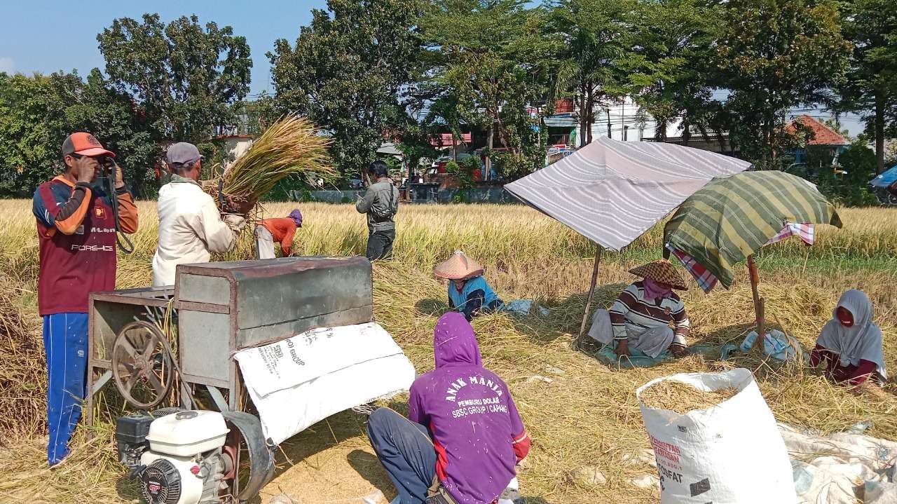 Sebagian petani di Kabupaten Probolinggo memanen padinya. Sisi lain, harga beras tiba-tiba melambung. (Foto: Ikhsan Mahmudi/Ngopibareng.id)