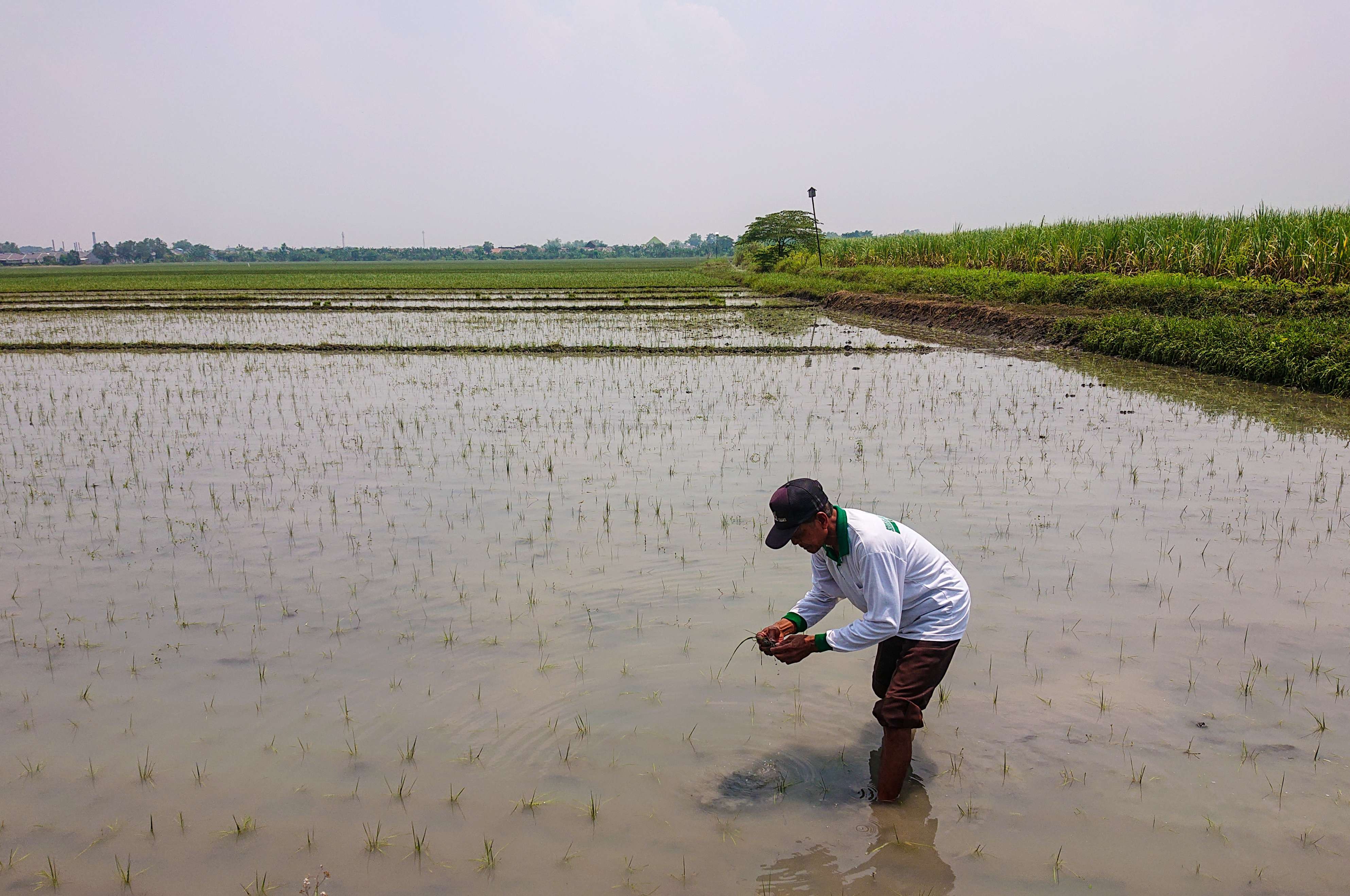 Saryono saat memeriksa akar tanaman padi yang terendam banjir. (Foto: Aini Arifin/Ngopibareng.id)