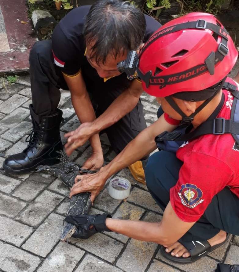 Petugas Satpol PP dan Damkar Tuban berhasil mengevakuasi biawak (Foto: Dokumentasi Damkar Tuban)