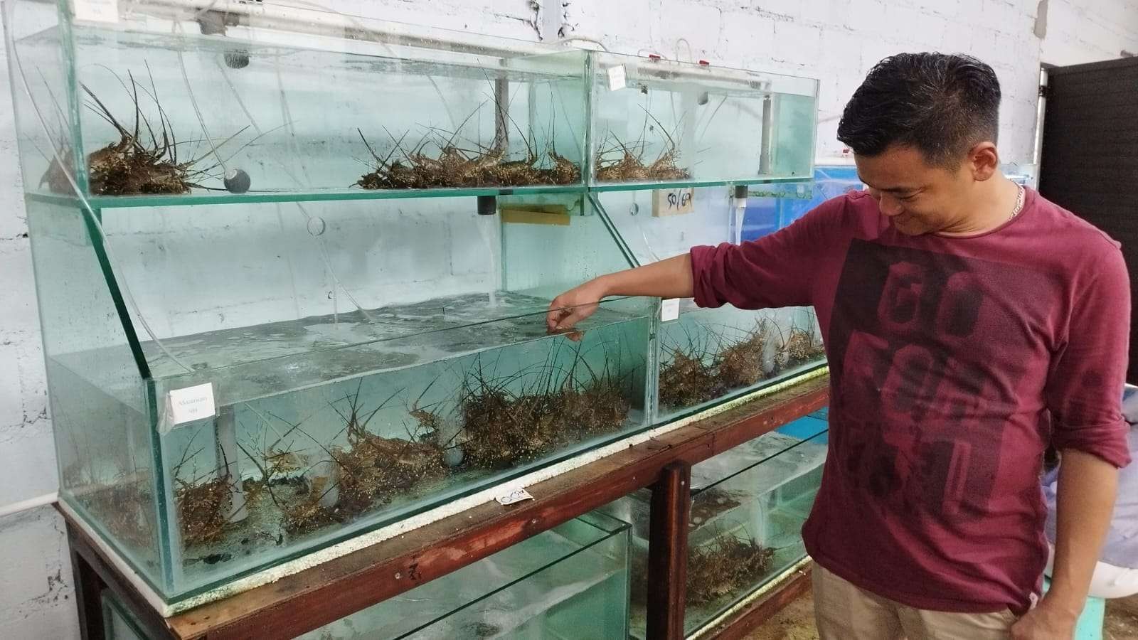 Hadiyanto menunjukkan akuarium benih muda lobster tempat studi dan pengobatan benih muda lobster yang sakit (Foto: Muh Hujaini/Ngopibareng.id)