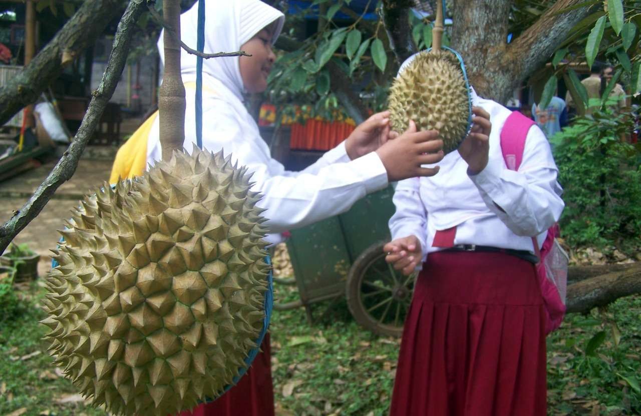 Dua anak SD sedang memetik buah durian di lokasi agrowisata durian di Kecamatan Lumbang, Kabupaten Probolinggo. (Foto: Ikhsan Mahmudi/Ngopibareng.id)