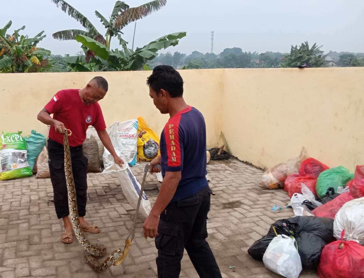 Petugas Damkar Tuban mengevakuasi ular piton di Desa Prunggahankulon, Kecamatan Semanding (Foto: dok. Damkar Tuban)