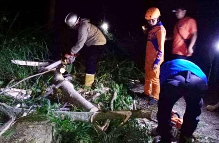 Anggota BPBD dan Damkar Satpol PP Bondowoso memotong pohon sengon tumbang menutup badan Jalan Raya Grujugan. (Satpol PP Bondowoso)