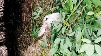 Domba yang mati diduga diserang kawanan anjing liar (foto: istimewa)