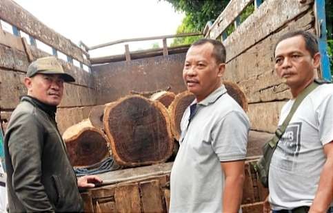 Anggota Satreskrim Polres Situbondo mengamankan belasan kayu sonokeling gelondongan ilegal dari hutan Perhutani di Kecamatan Mlandingan.(humas polres situbondo)