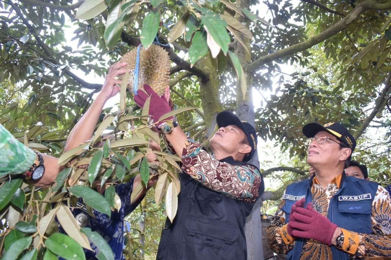 Bupati Lamongan, Yuhronur Efendi petik raya durian di Desa Sugihan, Kecamatan Solokuro. (Foto: Dinas Kominfo Lamongan)