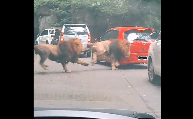 Video viral dua ekor singa berkelahi dan seruduk mobil pengunjung di Taman Safari, viral. (Foto: Tangkapan layar @Twitter)
