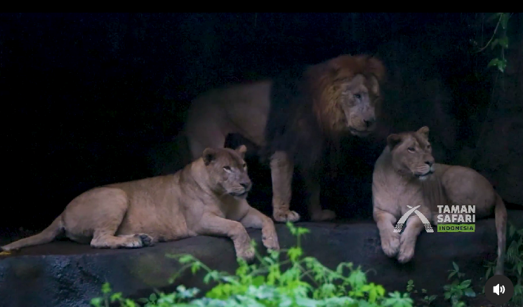 Taman Safari II Jawa Timur buka suara terkait peristiwa tabrakan antara singa dan mobil merah milik pengunjung. Singa disebutkan dalam kondisi baik. (Foto: Instagram @TamansafariII)