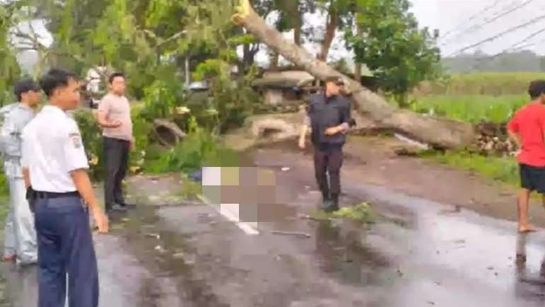 Pohon besar di tepi jalan tumbang menimpa pengendara motor di Jalan Raya Pare, Kabupaten Kediri, Selasa, 14 Februari 2023 sore. (Foto: Istimewa)