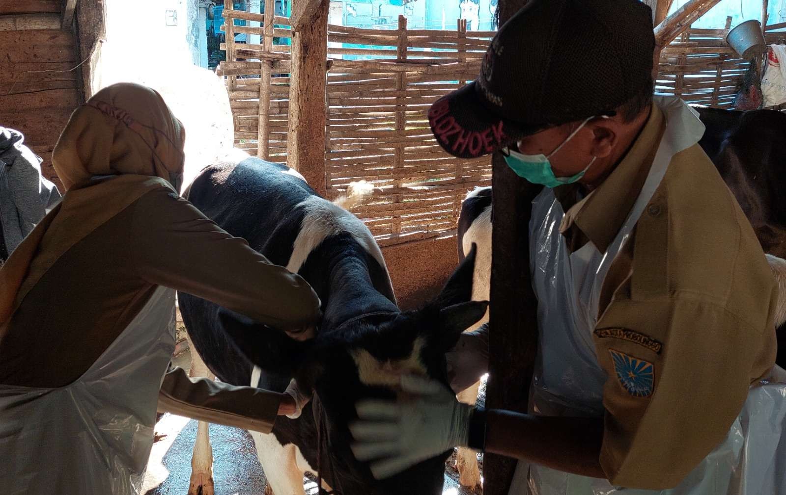 Untuk mencegah penyakit mulut dan kuku (PMK), petugas melakukan vaksinasi terhadap sapi di Kabupaten Probolinggo. (Foto: Ikhsan Mahmudi/Ngopibareng.id)