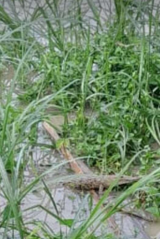 Buaya-yang muncul di Sungai Bengawan Solo saat siaga banjir di Desa Kebunagung, Kecamatan Padangan, Bojonegoro, Jumat 17 Februari 2023. (Foto: kiriman warga Desa Kebunagung/Kusnudin/Ngopibareng.id)