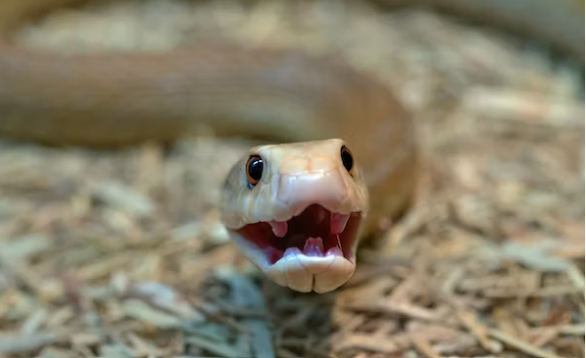 Di dunia, 100 ribu orang meninggal per tahun akibat gigitan ular, menurut Organisasi Kesehatan Dunia (WHO). Gigitan ular populer di negara tropis. (Foto: unsplash)