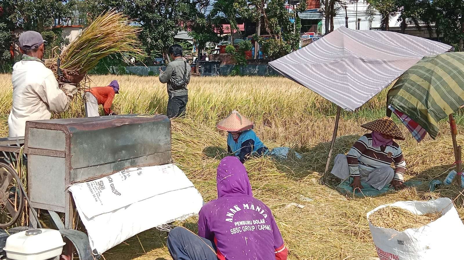 Sebagian petani di Kabupaten Probolinggo sudah memanen padinya. Panen raya diperkirakan Maret mendatang. (Foto: Ikhsan Mahmudi/Ngopibareng.id)