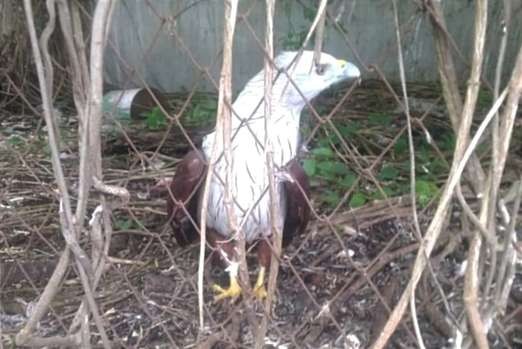 Burung elang bondol dilindungi yang menjadi maskot resmi Jakarta dipelihara pengusaha di Situbondo tanpa dokumen resmi. (Foto: Humas Polres Situbondo)