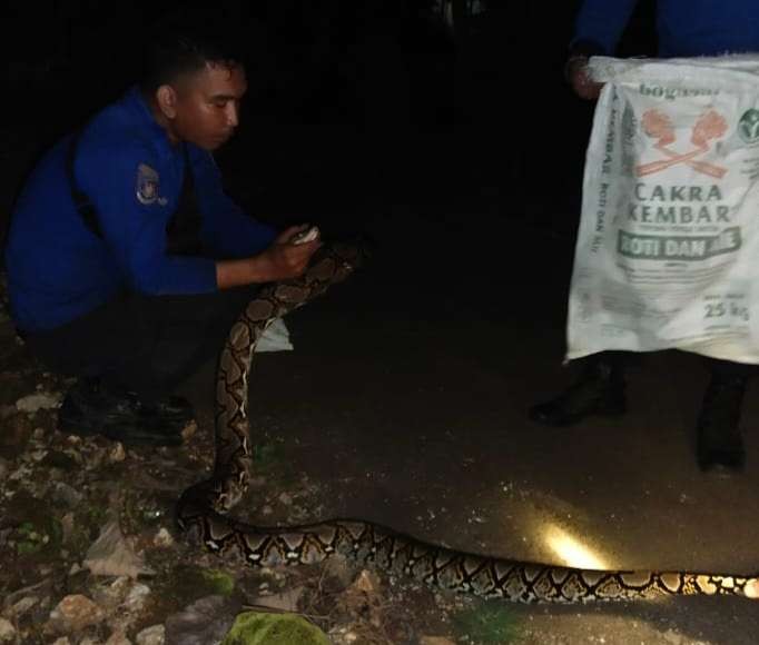 Petugas Satpol PP dan Damkar Tuban berhasil mengevakuasi ular piton yang meresahkan warga (Foto: dok. Damkar Tuban)