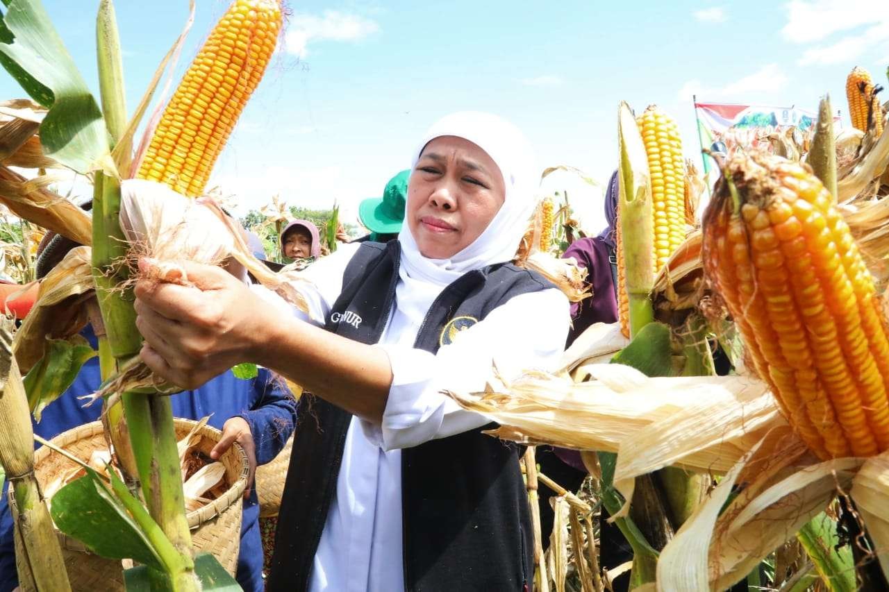 Gubernur Jawa Timur Khofifah Indar Parawansa sedang memanen jagung varietas Reog Ponorogo. (Foto: Dok Pemprov Jatim)