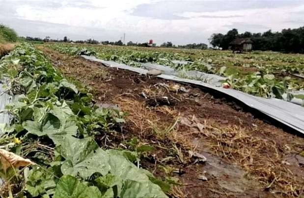 Lahan tanaman semangka di Desa Klatakan, Kecamatan Kendit, Situbondo rusak akibat terendam banjir. (Foto: Kades Klatakan Kendit)