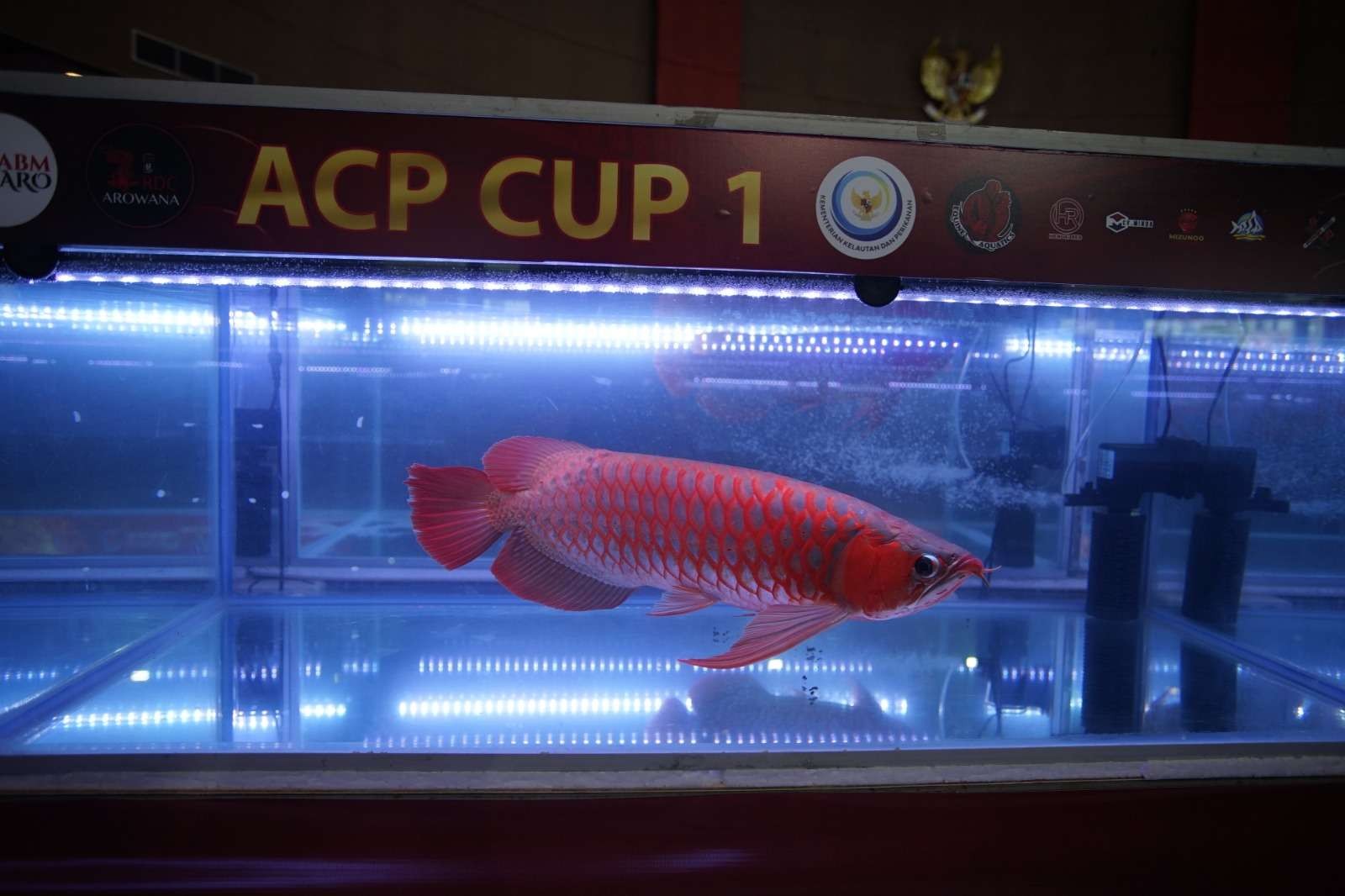 Arwana Kalimantan, ikan air tawar, salah satu ikan hias yang dilindungi pemerintah. (Foto: dok/kkp)