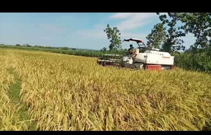 Petani di Desa/Kecamatan Sambeng, sedang memanen padinya menggunakan mesin pemotong padi pada Minggu 5 Maret 2023. (Foto: istimewa)