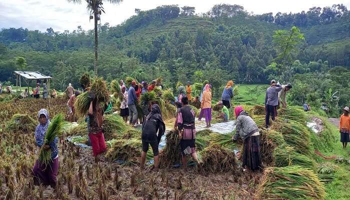 Petani Jember saat memanen padi (Foto: Dok Asosiasi Petani Pangan Jawa Timur)
