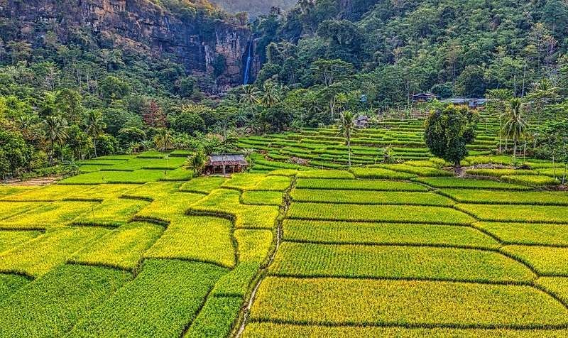 Produksi padi di Kota Malang mencapai 15 ribu ton per tahun. (Foto: Demfarm.id)