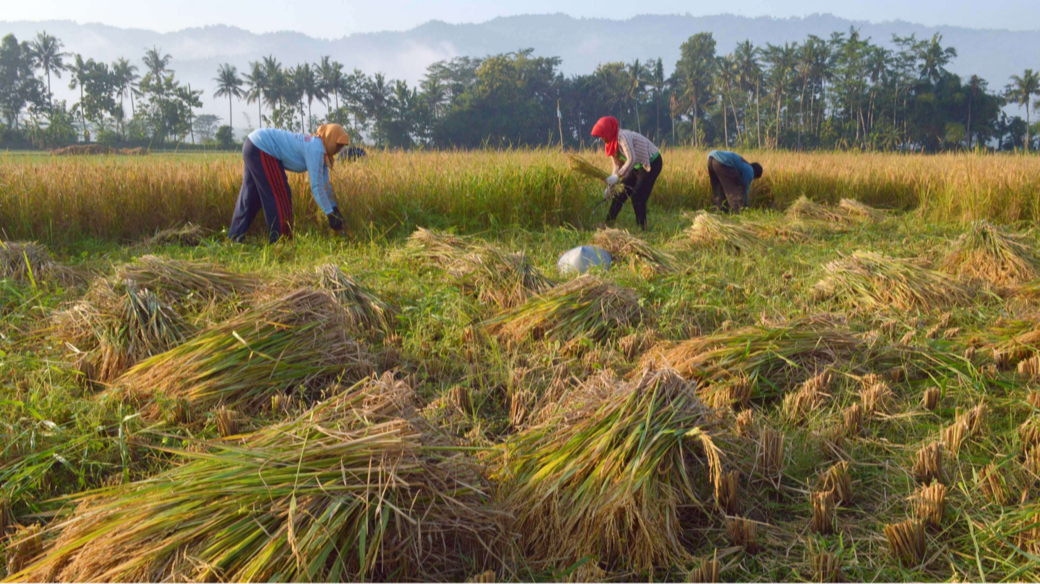 Ilustrasi petani sedang memanen padi. (Foto: Kominfo Jatim)