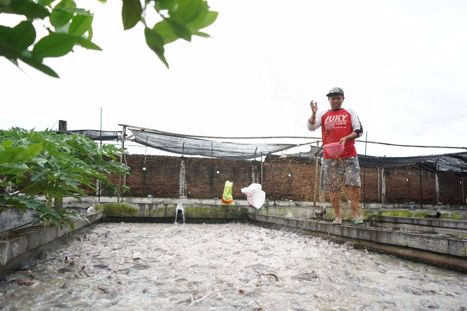 Produksi ikan lele di Kabupaten Kediri dua tahun belakangan terus mengalami peningkatan. (Foto: Dok Kominfo Kab Kediri)