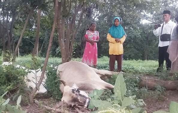 Dua ekor sapi mati mengenaskan tersambar petir saat diikat pada pohon di hutan Baluran Situbondo.(Foto:tangkapan layar)