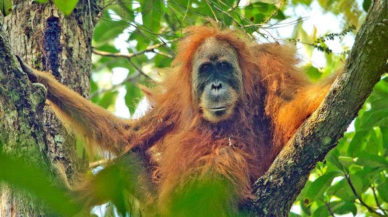 Habitat orangutan tapanuli dan ekosistem batang toru dibangun Pembangkit Listrik Tenaga Air (PLTA) pada bentang alam Batang Toru, Sumatera Utara. (Foto: Kementerian LHK)