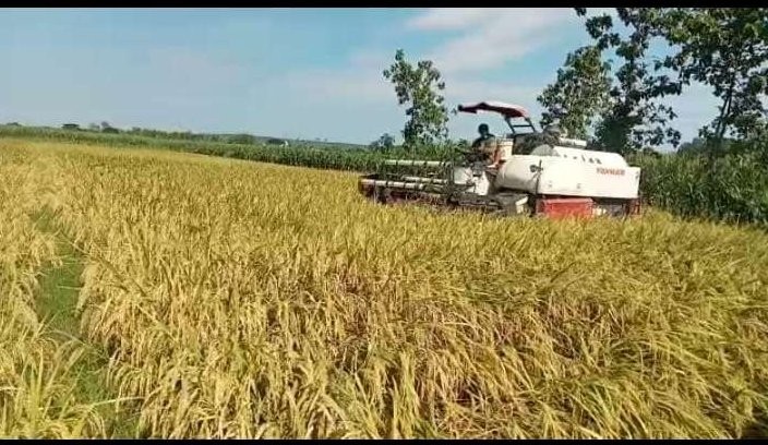 Petani di Desa/Kecamatan Sambeng, Kabupaten Lamongan, tengah memanen dengan alat pemotong padi. (Foto: dok. Rais, petani Desa Sambeng)