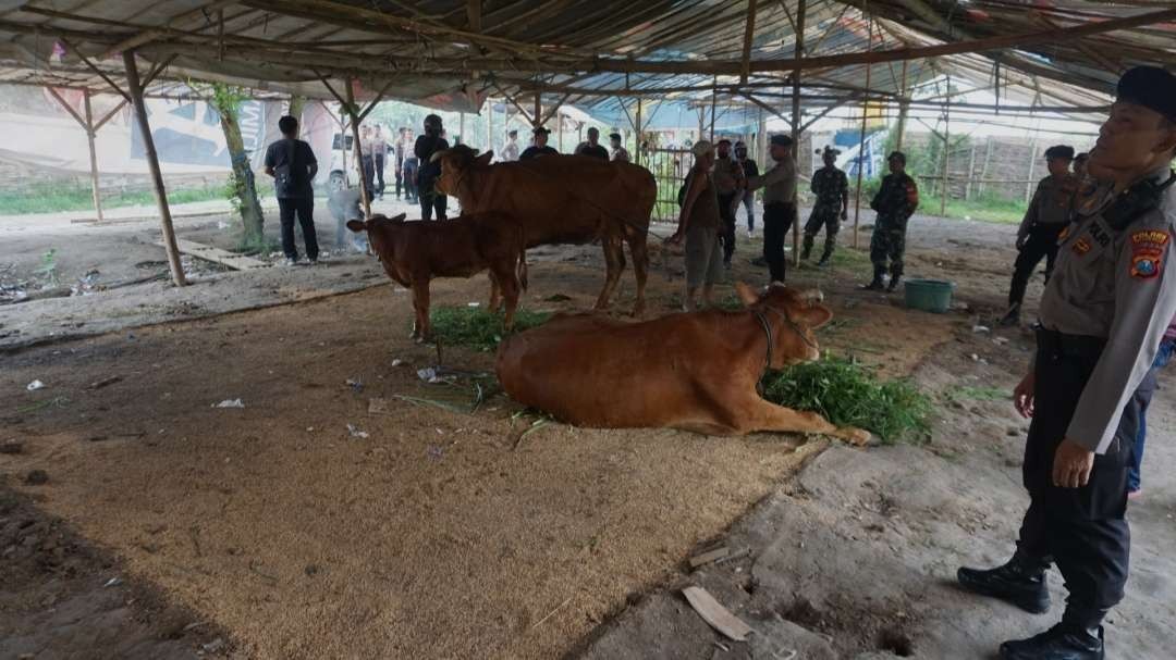 Arena Sabung ayam jadi kandang sapi. (Foto: Deni Lukmantara/Ngopibareng.)