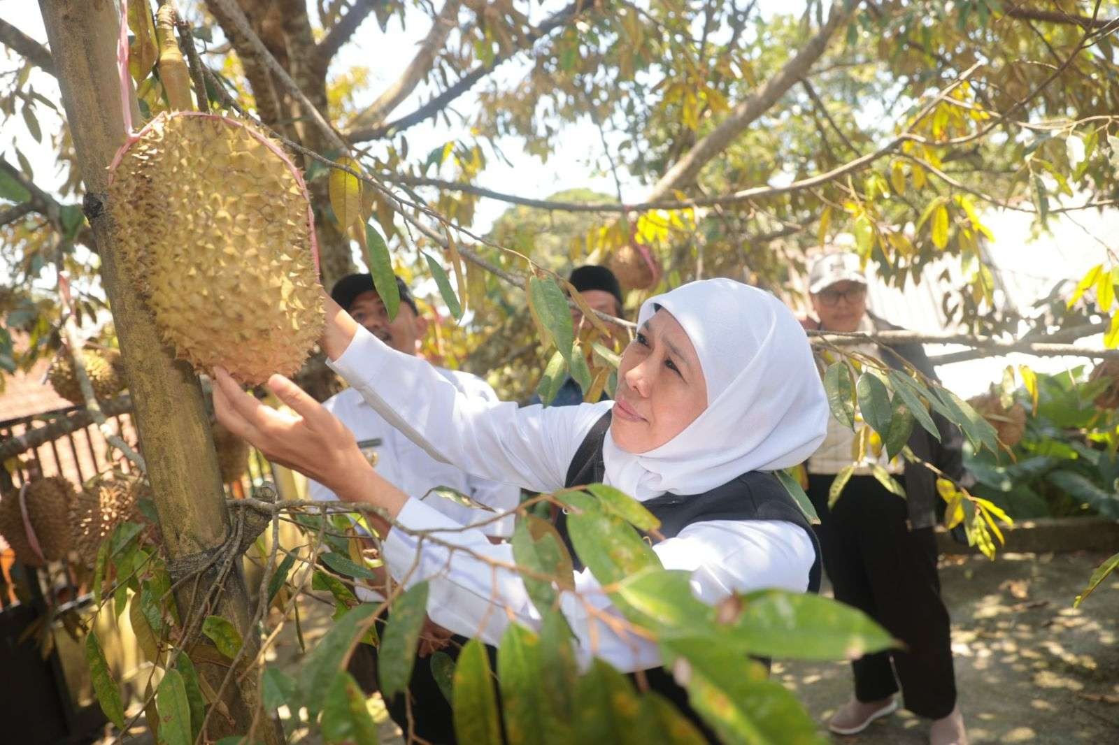 Gubernur Jawa Timur Khofifah saat menilik kampung durian di Ngawi. (Foto: Biro Adm Pimpinan Pemprov Jatim)