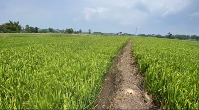 Lahan pertanian beras di Kabupaten Malang, Jawa Timur. (Foto: Lalu Theo/Ngopibareng.id)