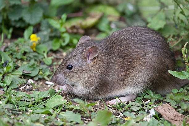 Tikus bukan menjadi salah satu penyebab utama penularan penyakit kencing tikus. (Foto: Pixabay)