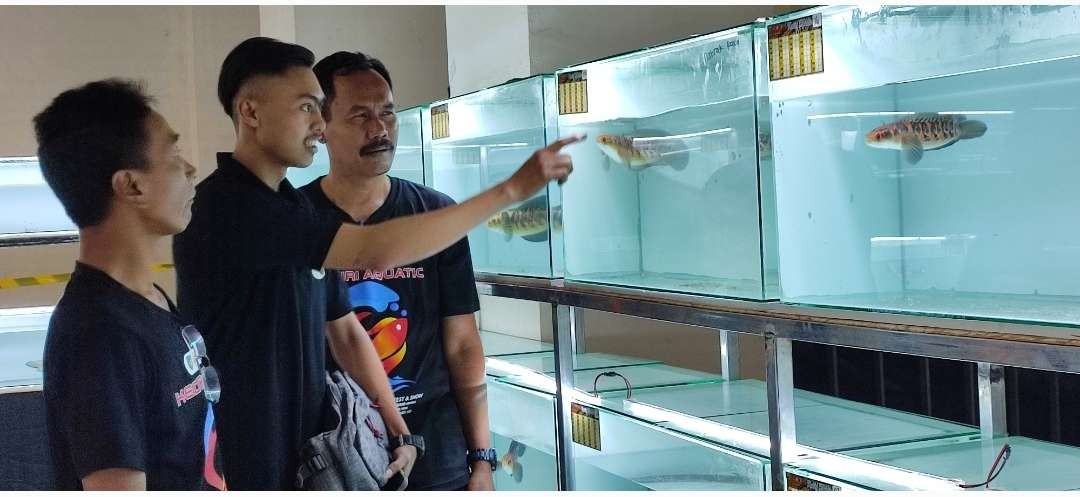 Kediri Aquatic 2023, ada kontes ikan chana diikuti 498 peserta dari Kediri hingga luar kota. (Foto: Fendi Lesmana /Ngopibareng.id)