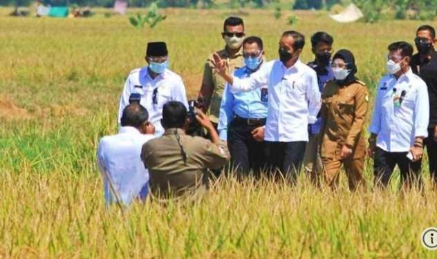 Presiden Joko Widodo menyaksikan panen raya di daerah Jawa Tengah, tapi harga beras masih mahal (Foto: Dok BPMI Setpres)