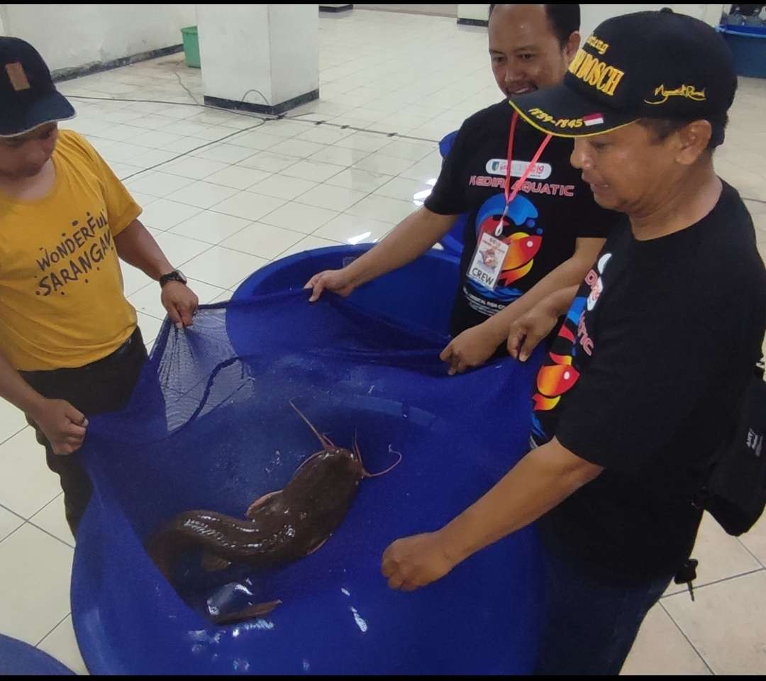 Ikan lele berat 12 kg menangi kontes ageng-agengan lele dalam Kediri Aquatic 2023. (Foto: Fendi Lesmana/Ngopibareng.id)