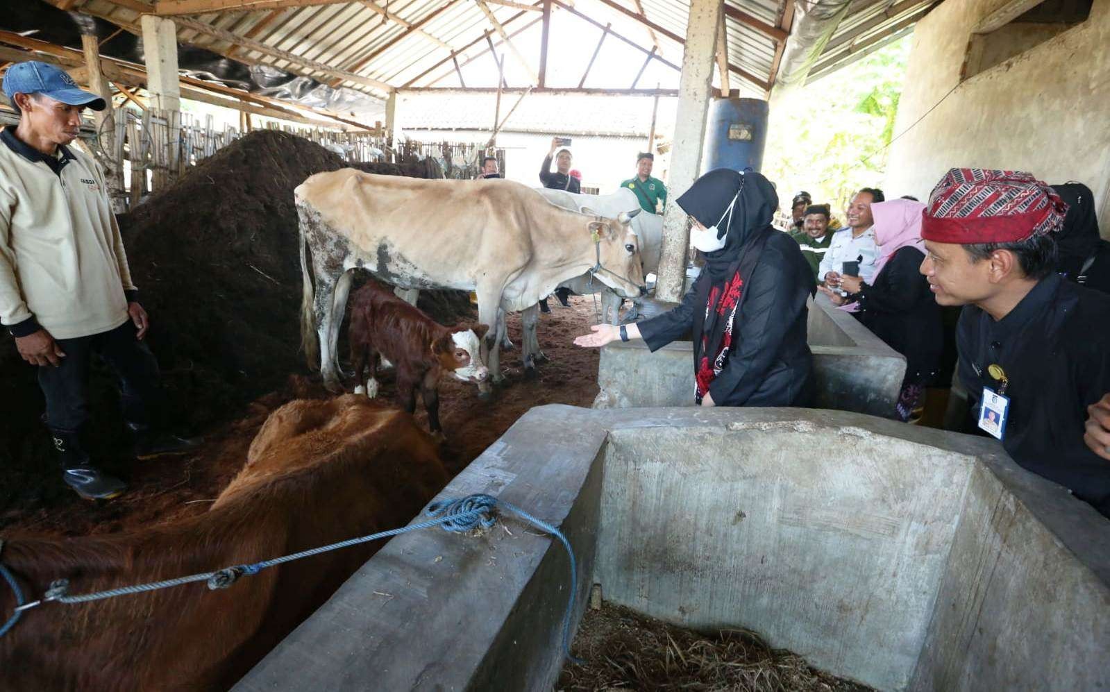 Bupati Banyuwangi Ipuk Fiestiandani meninjau lokasi pengolahan pupuk organik berbahan kotoran ternak (foto: Humas Pemkab Banyuwangi)