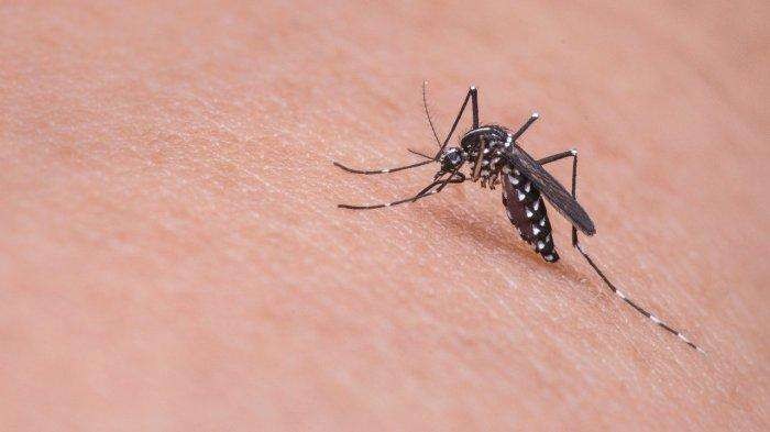Nyamuk Aedes Aegypti, sumber demam berdarah. (Ilustrasi)
